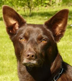 kelpie