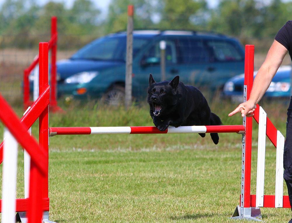 australsk kelpie tux ag