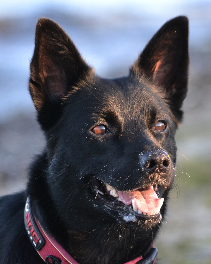 australsk kelpie tarrawangas baya