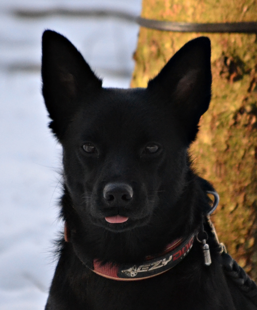 tarrawangas baya elitehund
