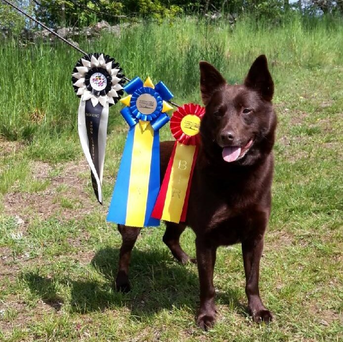 baxi svensk champion