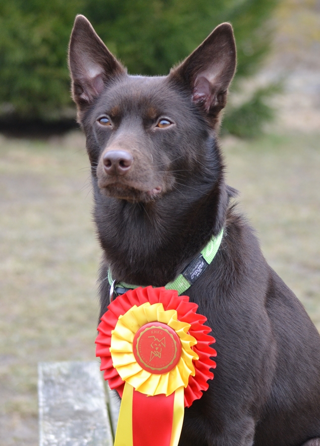 australsk kelpie brownie bir