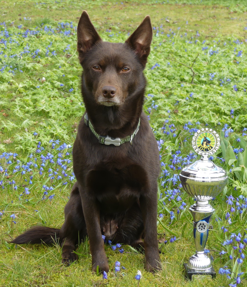 brownie Ehund