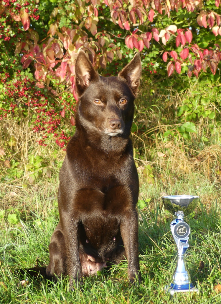 brownie a 2021