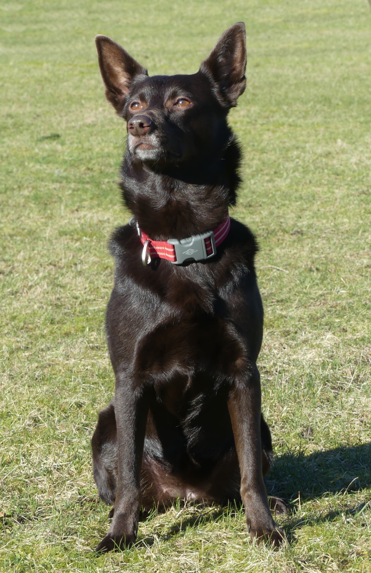 tarrawangas cassie 2022
