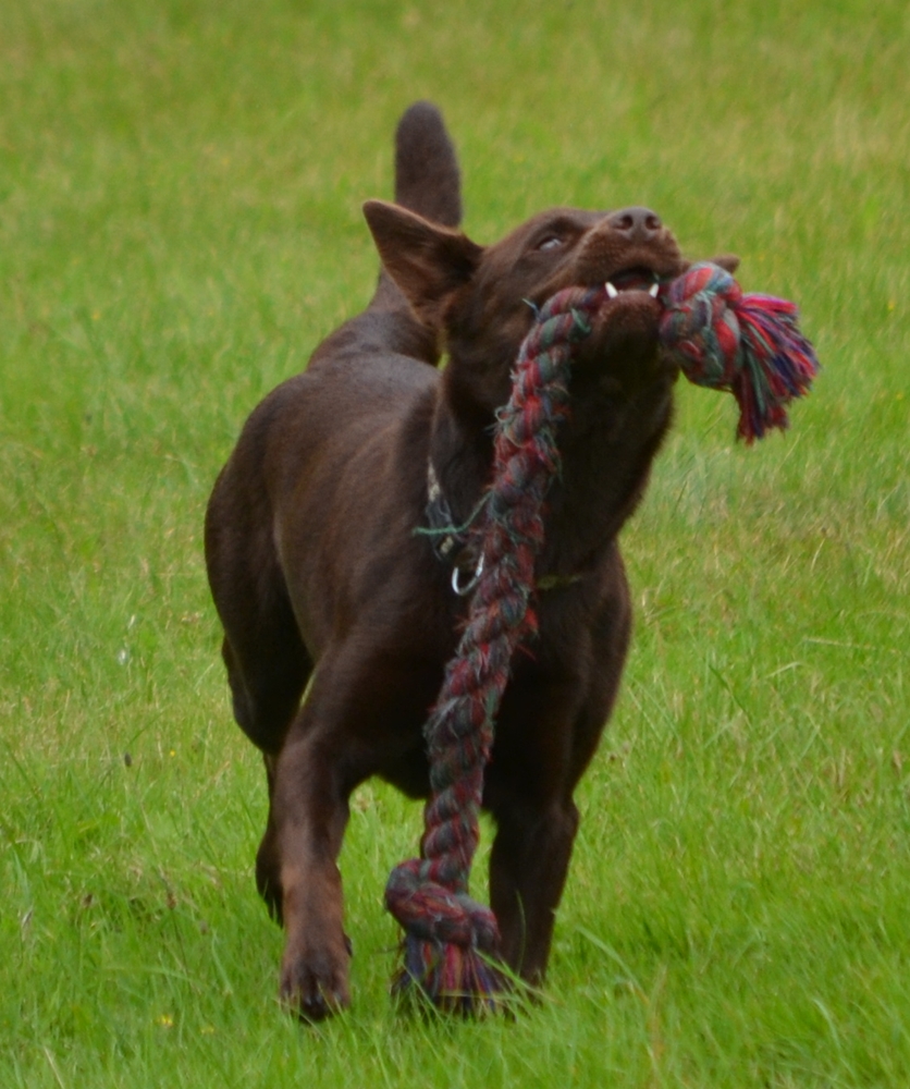 tarrawangas coco kelpie