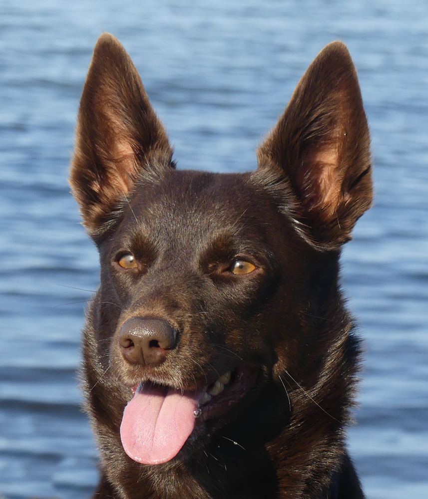 australsk kelpie tarrawangas fenja 3aar