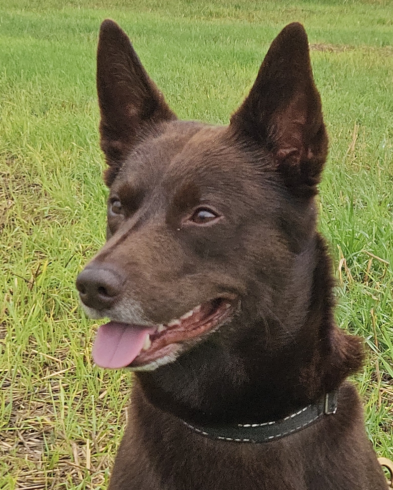 tarrawangas gibbs 4aar