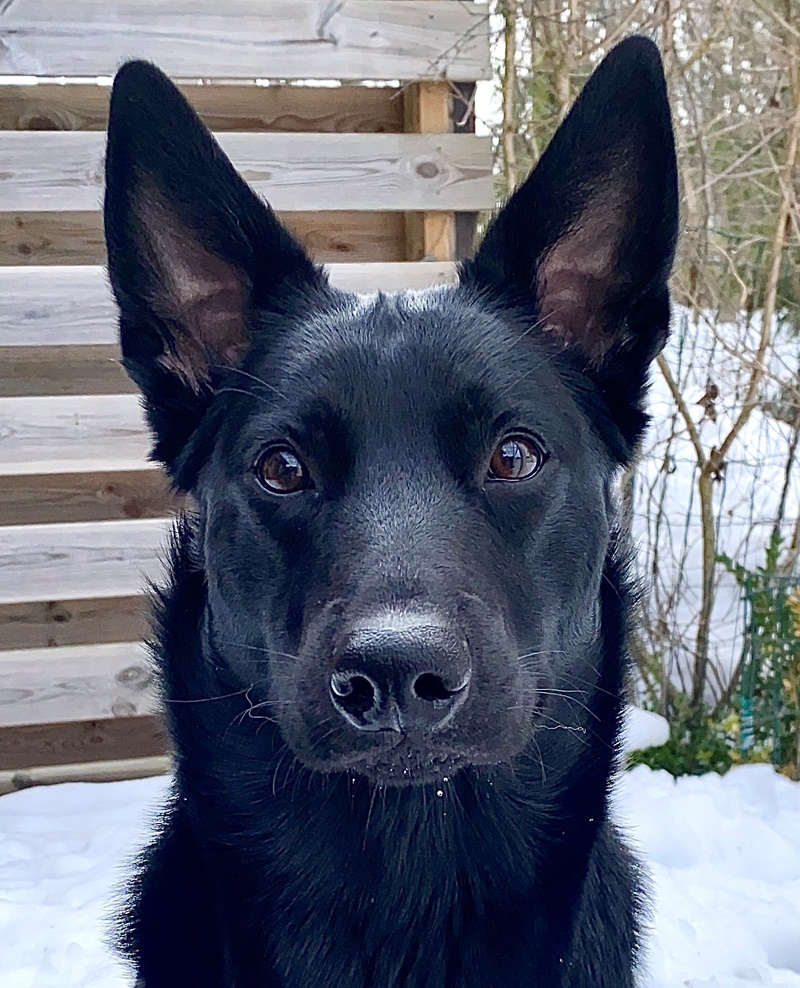 tarrawangas greyson 1aar