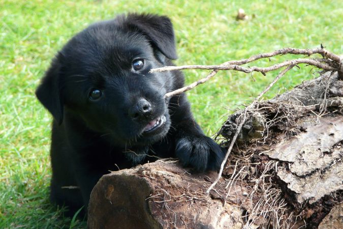 australsk kelpie 2