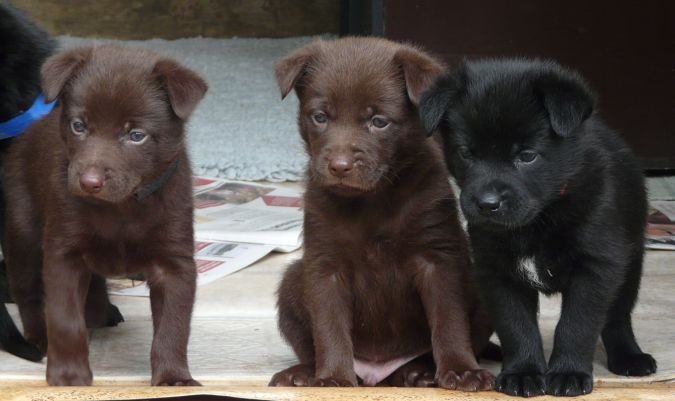 australsk kelpie hvalpe 1