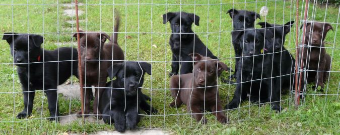 australsk kelpie hvalpe kuld