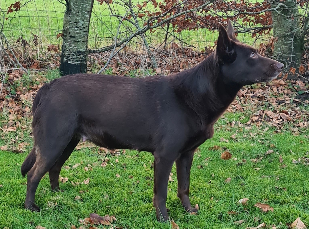 tarrawangas gaia 6uger