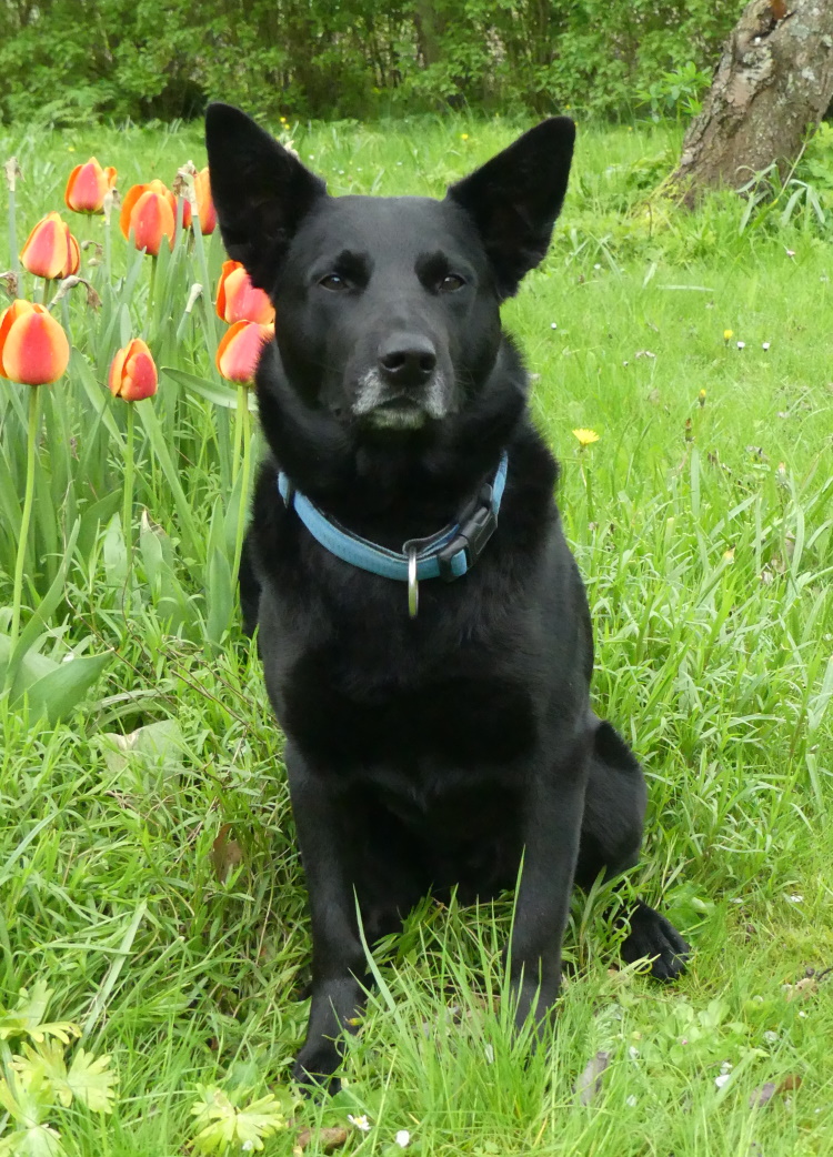 ned ahund