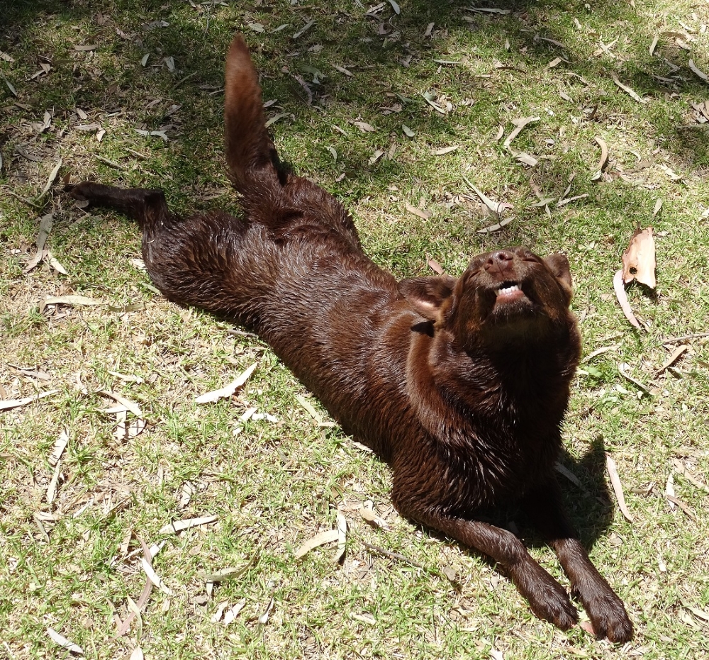 illoman rosemallee 1