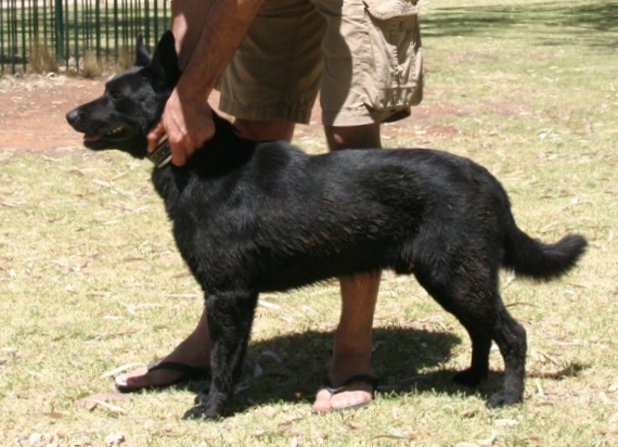 sandsprite maybe a conquest