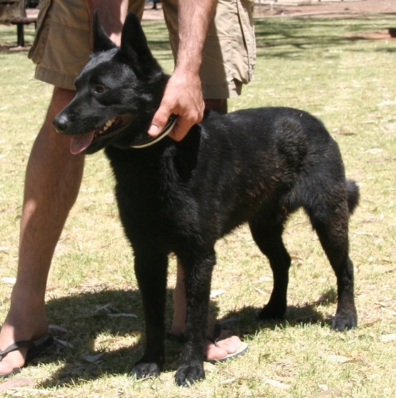 sandsprite maybe a conquest australian kelpie