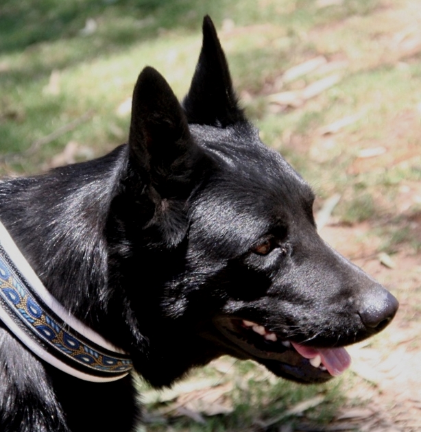 sandsprite maybe a conquest p