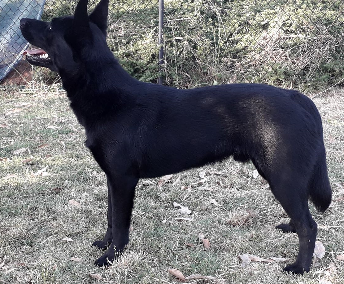 sandsprite secret liasons