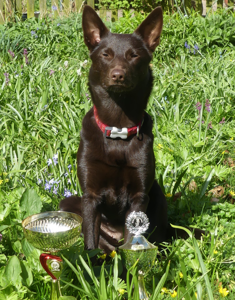 ullhedens passja ahund